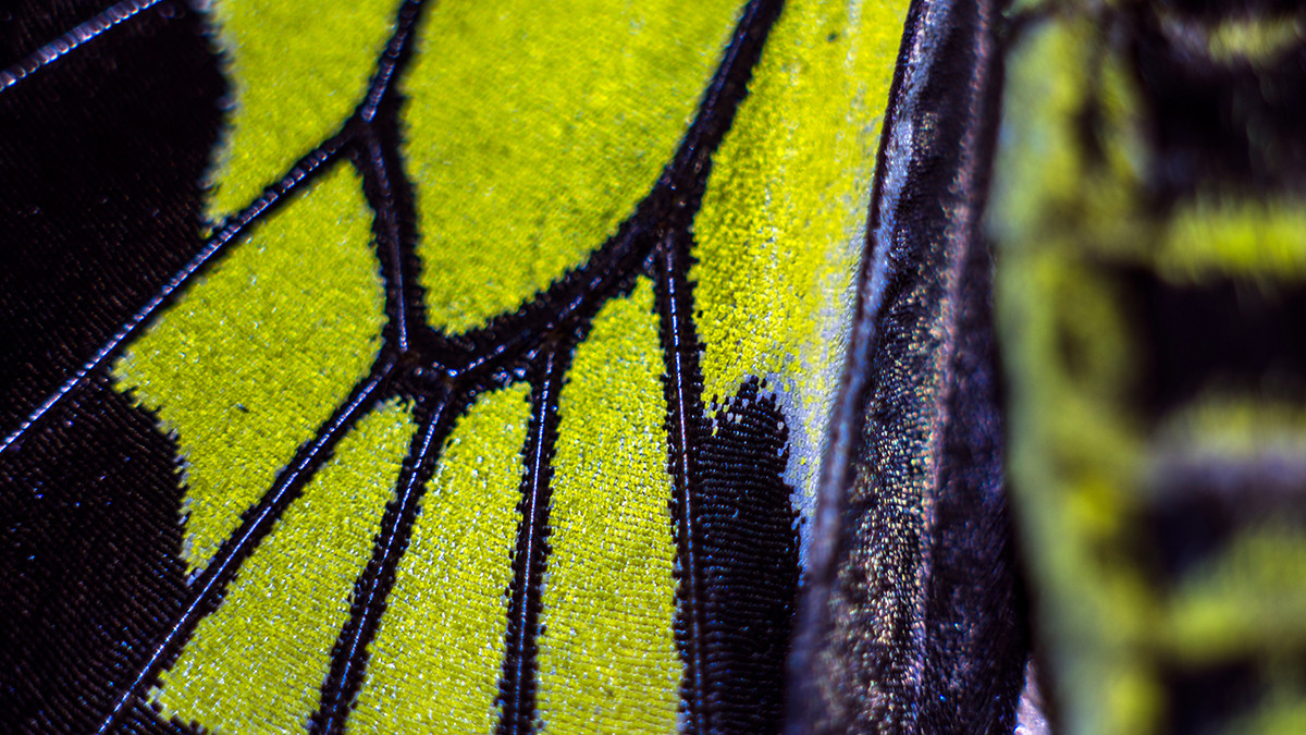 รูปภาพในบทความ Biomimicry ชีวลอกเลียน เปลี่ยนธรรมชาติให้กลายเป็นแรงบันดาลใจแห่งอนาคต