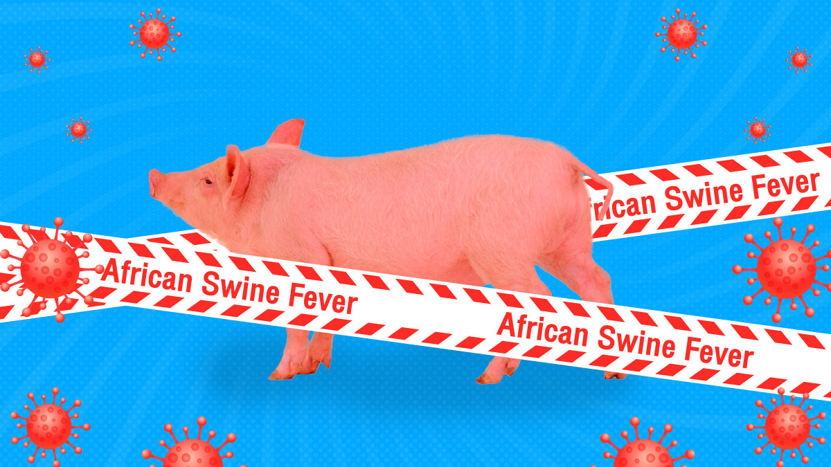 รูปภาพในบทความ โรคอหิวาต์แอฟริกาในสุกร