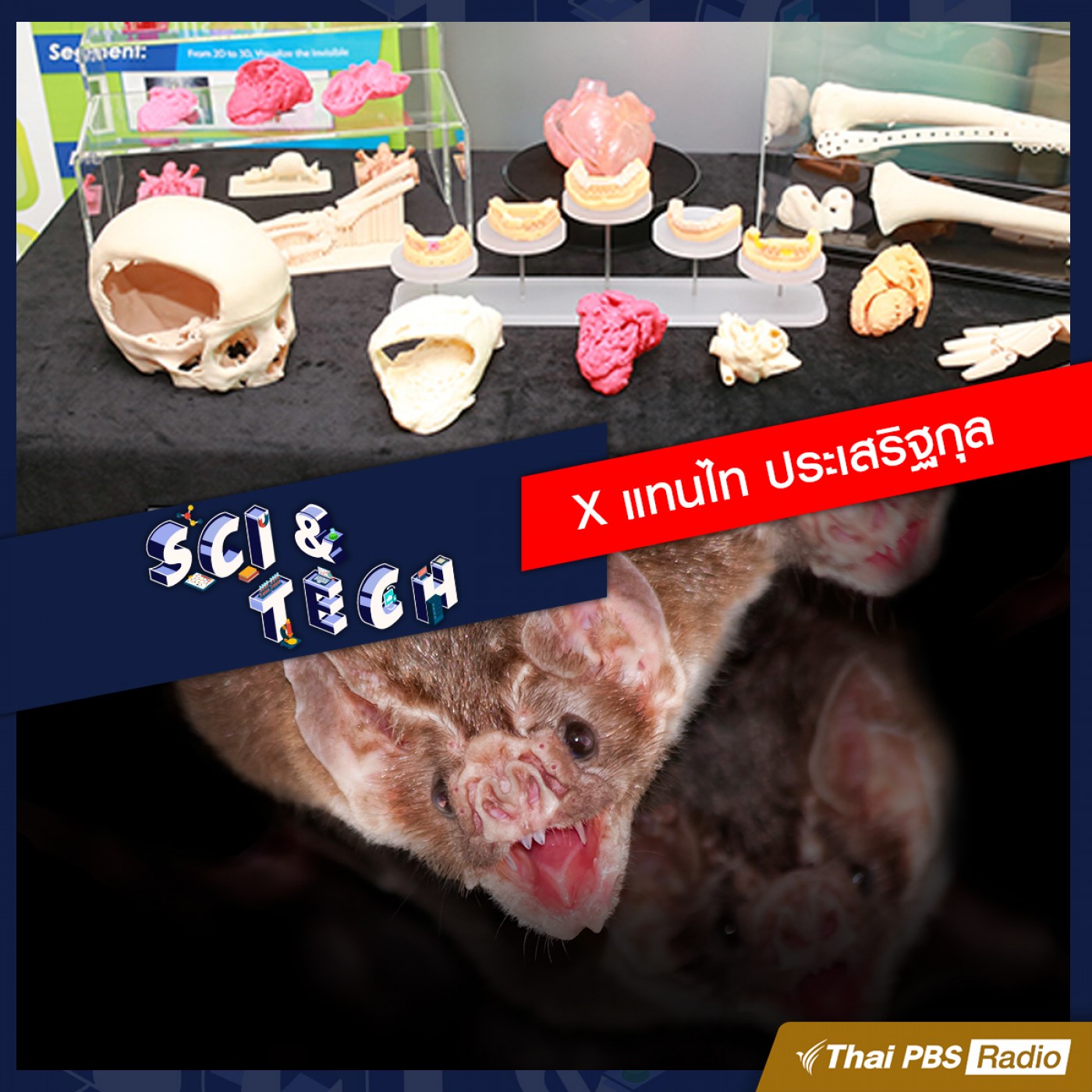 Sci &amp; Tech EP. 6: เครื่องพิมพ์ 3 มิติพลิกโฉมวงการแพทย์ / ตามติดชีวิตค้างคาวดูดเลือด episode artwork