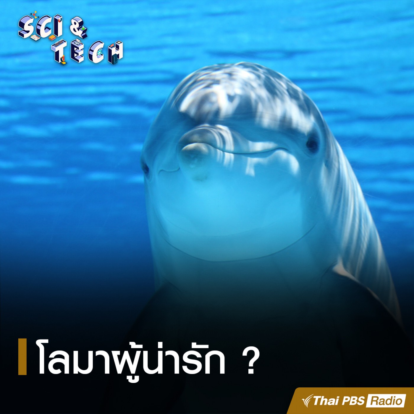 Sci &amp; Tech EP. 21: โลมาผู้น่ารัก ? episode artwork