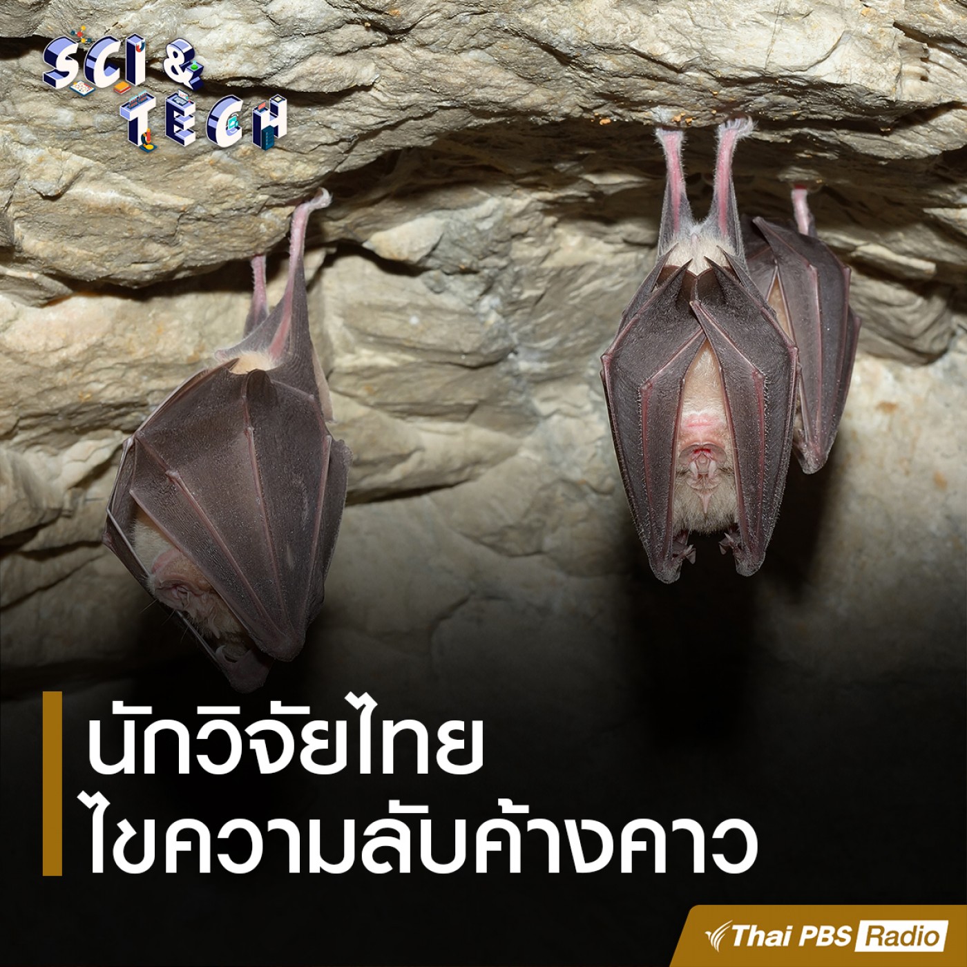 Sci &amp; Tech EP. 36: นักวิจัยไทยไขความลับค้างคาว episode artwork