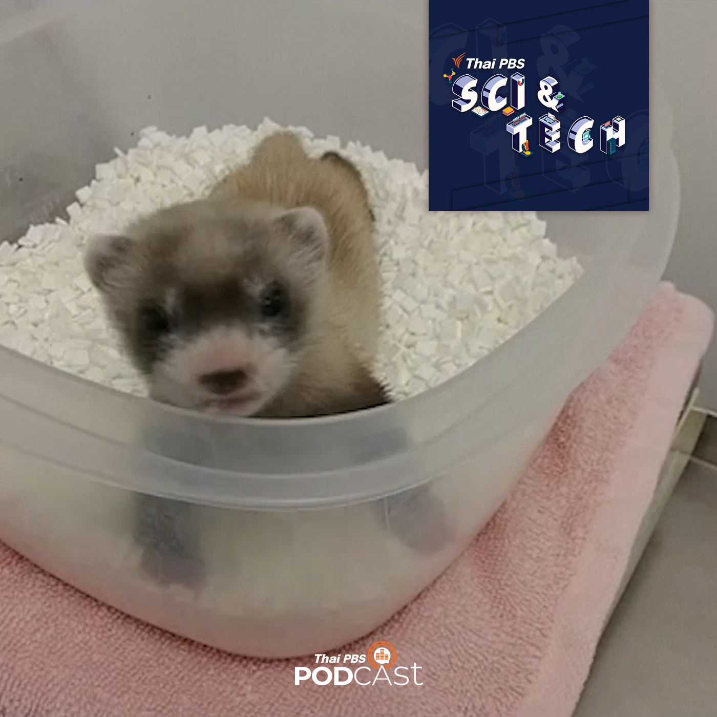 Sci &amp; Tech EP. 320: การโคลนนิ่งสิ่งมีชีวิต episode artwork