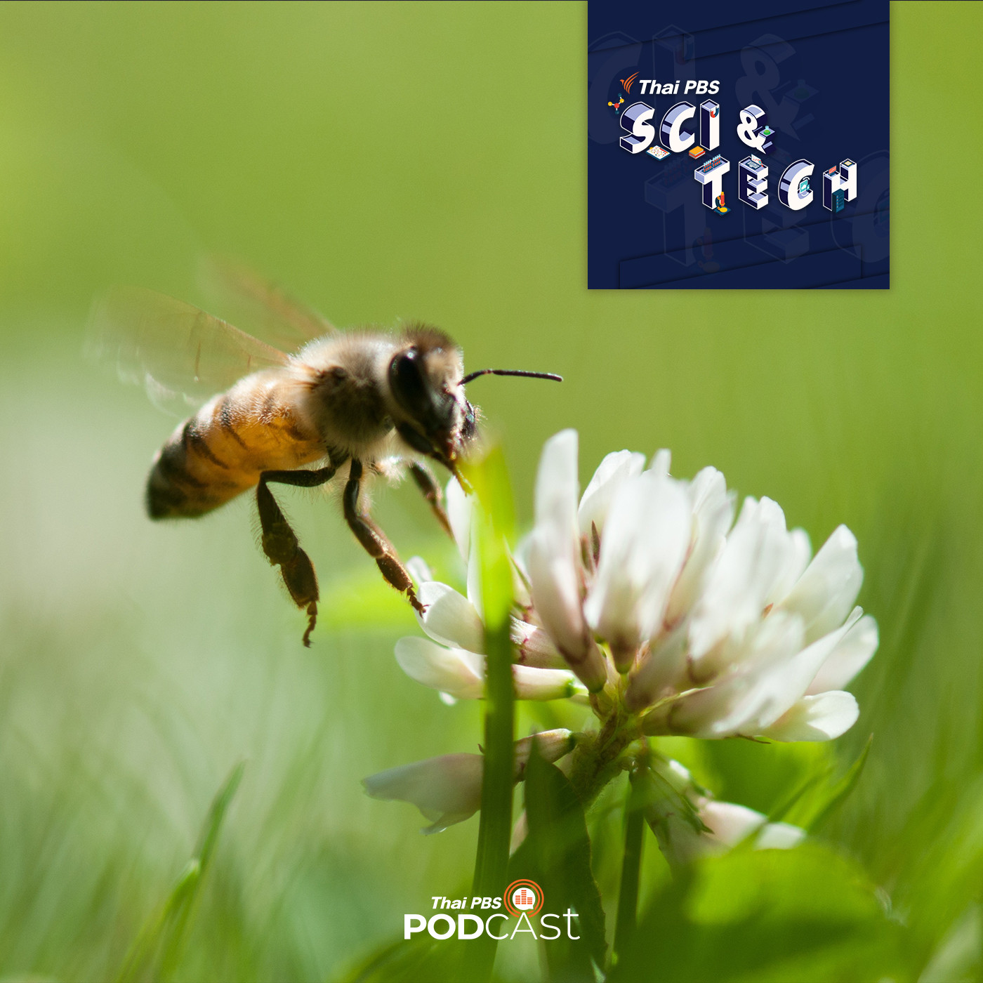Sci &amp; Tech EP. 344: โลกของแมลง episode artwork