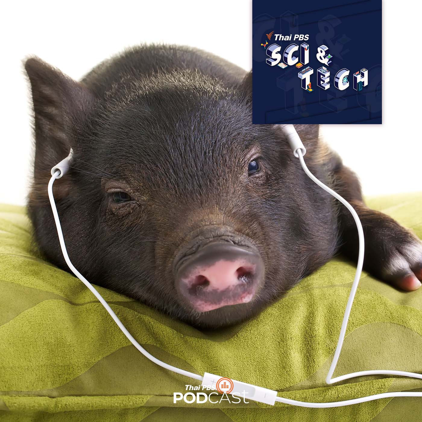 Sci &amp; Tech EP. 623: ดนตรีบำบัดกับสิ่งมีชีวิต episode artwork