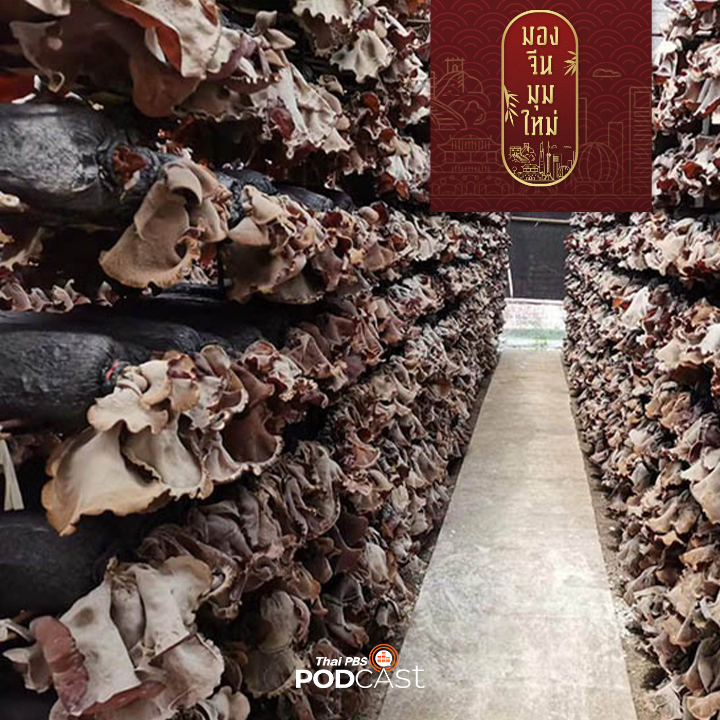 มองจีนมุมใหม่ EP. 131: เห็ดหูหนูสู่อุตสาหกรรมแก้จน :  การใช้วิทยาศาสตร์และนวัตกรรมแก้จนของจีน