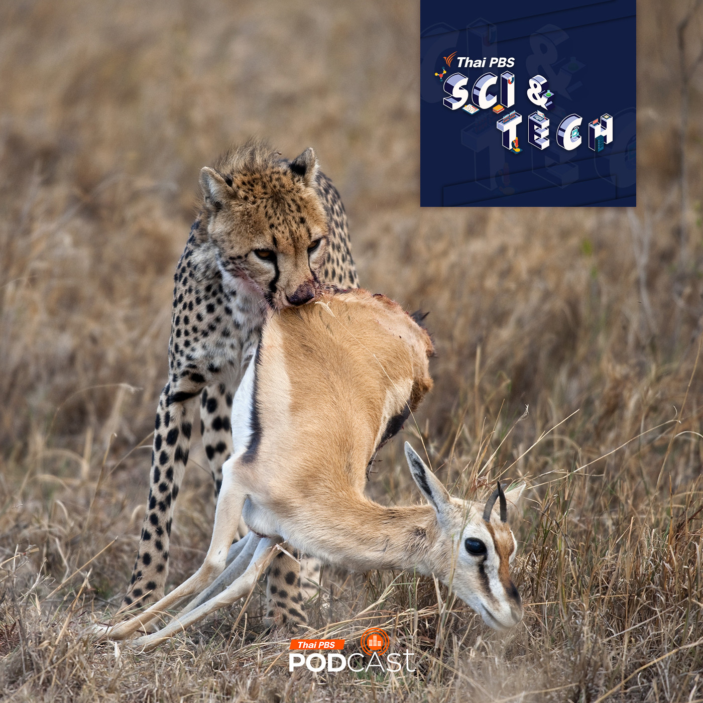 Sci &amp; Tech EP. 796: ไขคำตอบสิ่งมีชีวิตบนโลก ทำไมอายุของเราไม่เท่ากัน? episode artwork