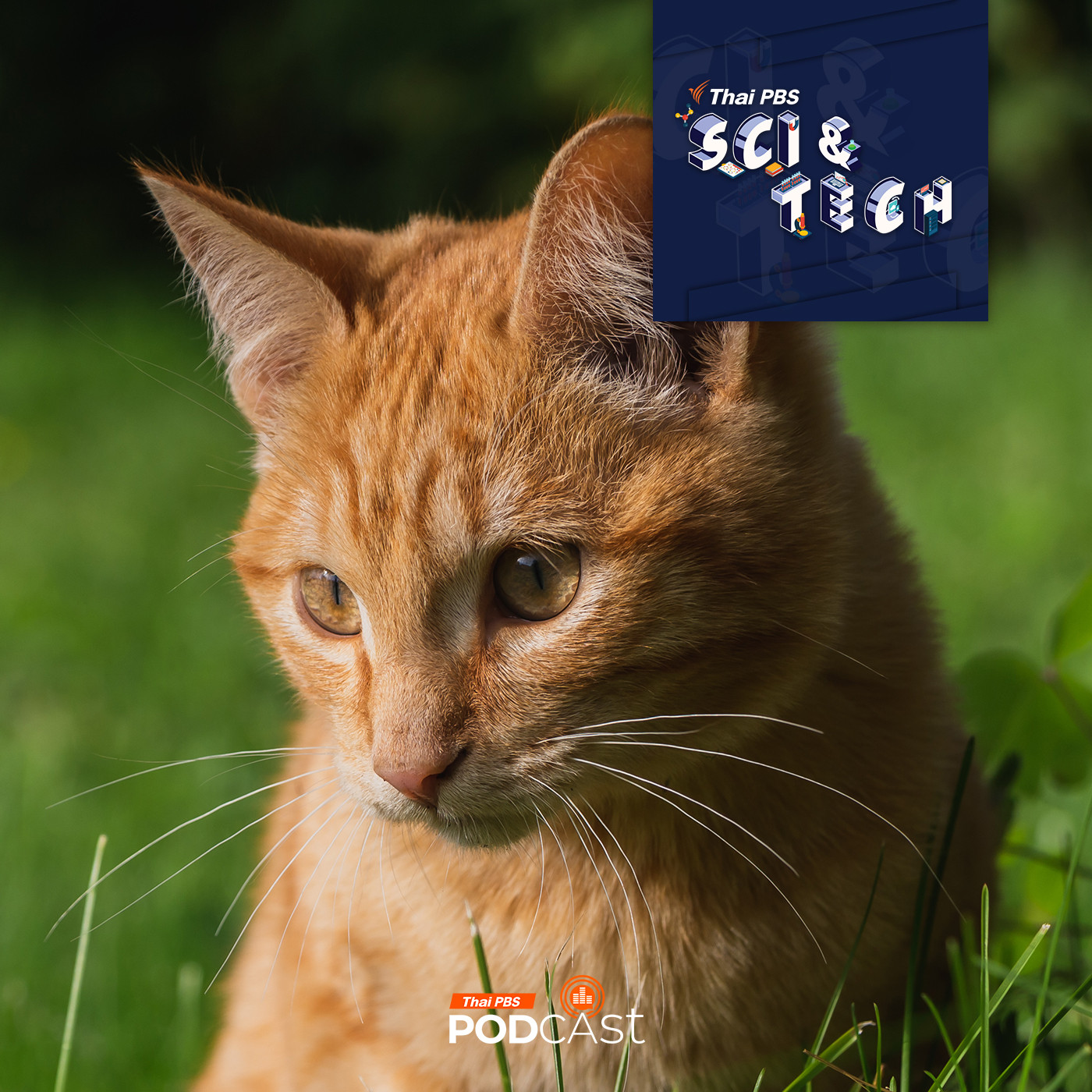 Sci &amp; Tech EP. 865: เรื่อง(ไม่)ลับของเหล่าแมวส้ม episode artwork