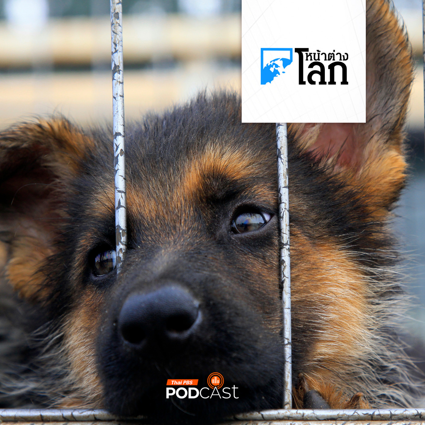 หน้าต่างโลก : เกาหลีใต้กังวลสวัสดิภาพสัตว์ หลังพบซื้อ-ขายสัตว์เลี้ยงออนไลน์เพิ่มขึ้น