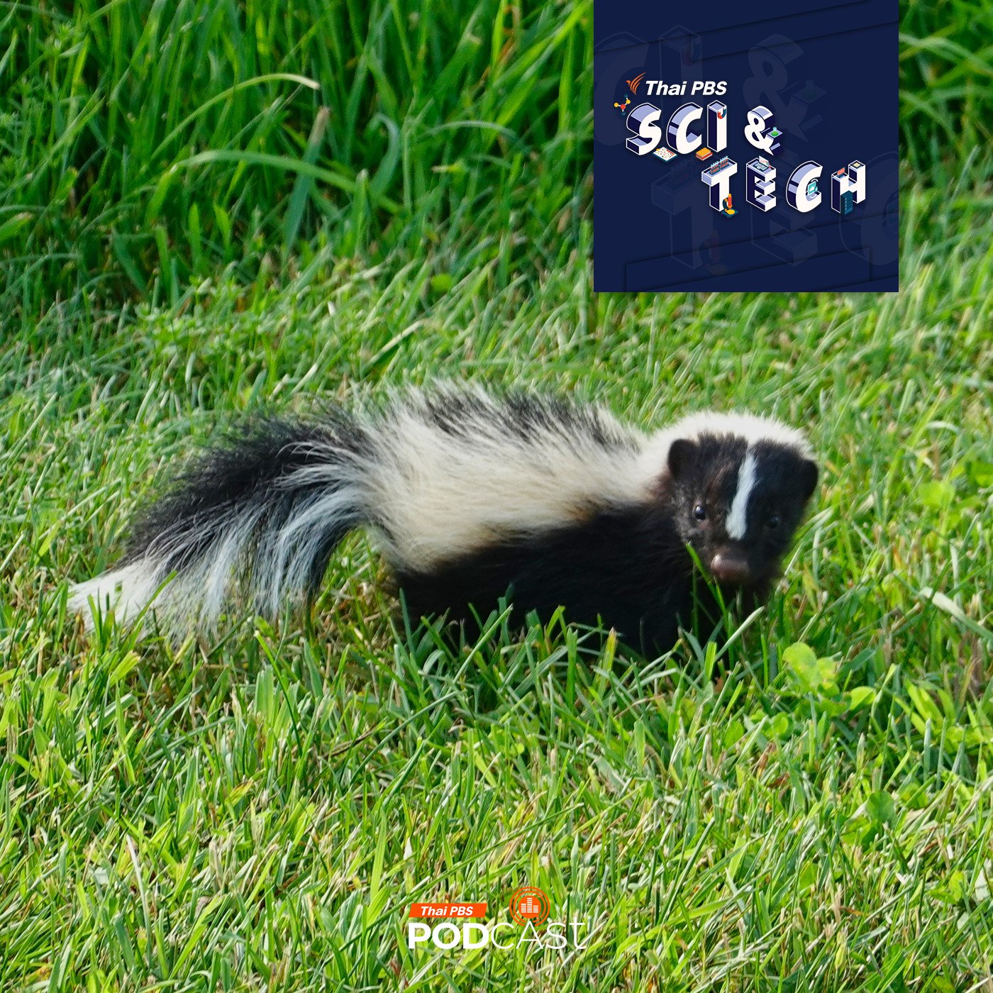 EP. 884: ทำไมสัตว์บางชนิดถึงมีลายขาว-ดำ