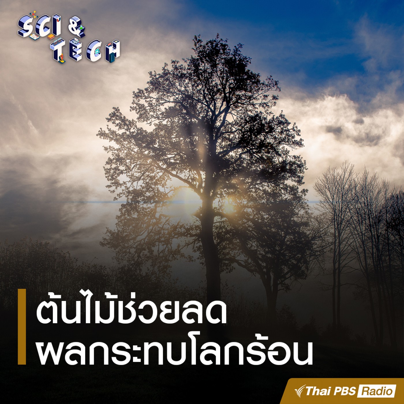 Sci &amp; Tech : ต้นไม้ช่วยลดผลกระทบโลกร้อน episode artwork