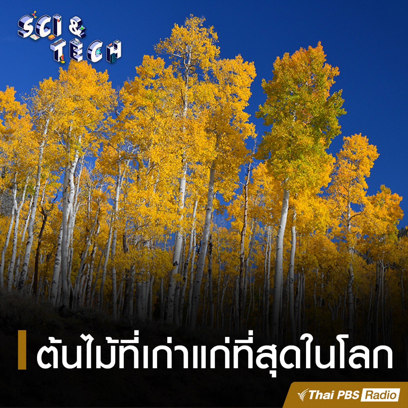 Sci &amp; Tech : ต้นไม้ที่เก่าแก่ที่สุดในโลก episode artwork
