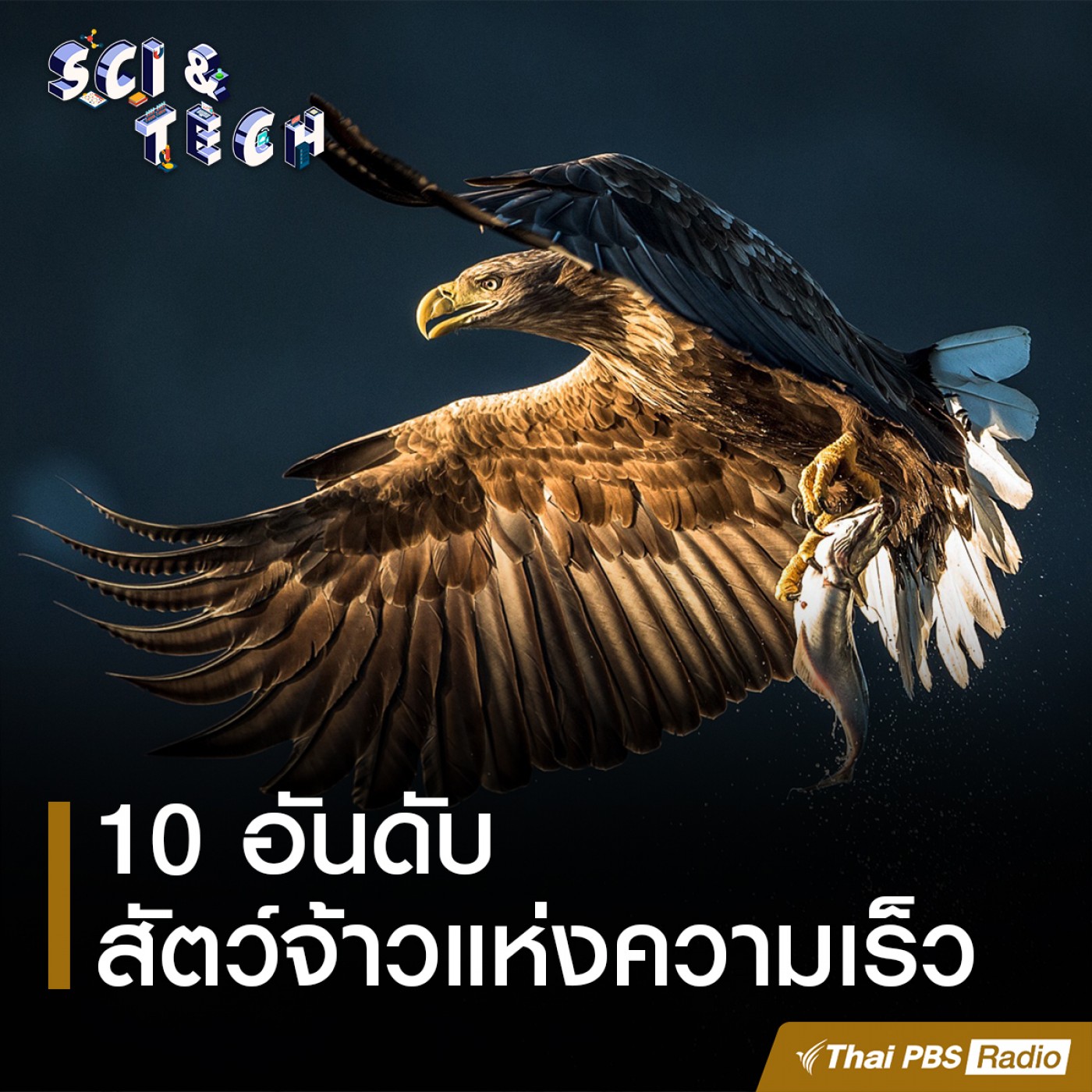 Sci &amp; Tech : 10 อันดับสัตว์จ้าวแห่งความเร็ว episode artwork