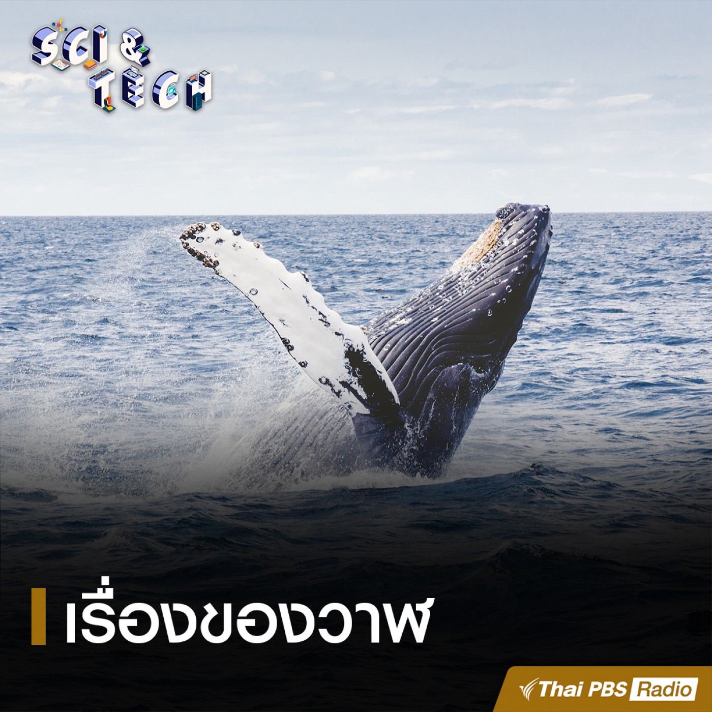 Sci &amp; Tech : เรื่องของวาฬ episode artwork